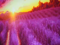 L'OCCITANE カフェ 新宿店 ヴォヤージュ・アン・プロヴァンスの写真・動画_image_128879