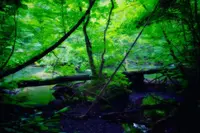 奥入瀬渓流　　の写真・動画_image_128920