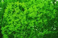 奥入瀬渓流　　の写真・動画_image_128921