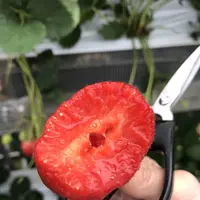 いちご狩り らいおん果実園の写真・動画_image_128979