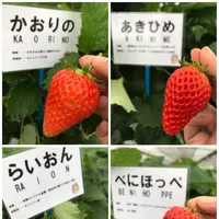 いちご狩り らいおん果実園の写真・動画_image_128980