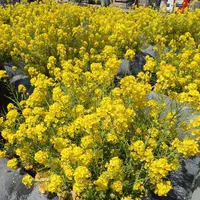 成田（成田山表参道）の写真・動画_image_129491