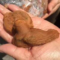 浅草寺の写真・動画_image_129552