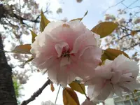 引接寺（ 千本ゑんま堂）の写真・動画_image_129690