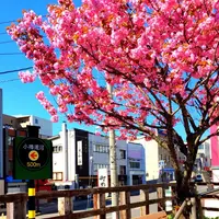 旧手宮線の写真・動画_image_130350