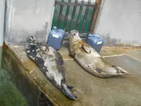 下田海中水族館の写真・動画_image_130414