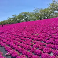 新荒川大橋野球場の写真・動画_image_130444