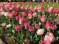 昭和記念公園 渓流広場の写真・動画_image_130449