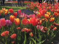 昭和記念公園 渓流広場の写真・動画_image_130450