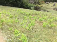 大浦岳の写真・動画_image_130872