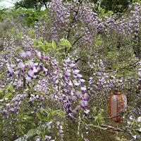 長正司公園 大藤棚の写真・動画_image_130886