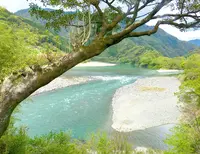 高知アイス売店の写真・動画_image_131015