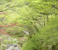 安居渓谷の写真・動画_image_131031