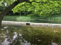 小石川後楽園の写真・動画_image_131133