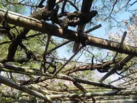 雨宝院の写真・動画_image_131169