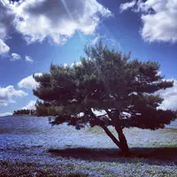 国営ひたち海浜公園の写真・動画_image_131245