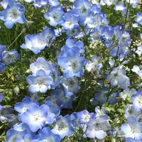 国営ひたち海浜公園の写真・動画_image_131246