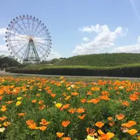 国営ひたち海浜公園の写真・動画_image_131247