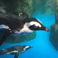 京都水族館の写真・動画_image_131269