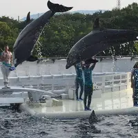 京都水族館の写真・動画_image_131271
