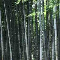 高台寺の写真・動画_image_131274