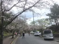 伊豆高原桜並木の写真・動画_image_131413
