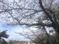伊豆高原桜並木の写真・動画_image_131414