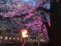目黒川の桜並木の写真・動画_image_131464