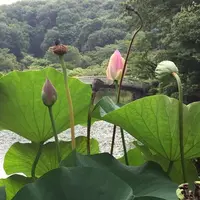 薬師池公園の写真・動画_image_131483