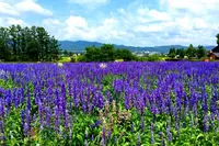 安曇野ちひろ美術館の写真・動画_image_131574