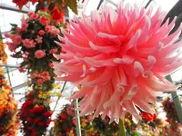 日光花いちもんめの写真・動画_image_131941