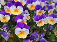 日光花いちもんめの写真・動画_image_131942