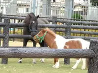 京都競馬場の写真・動画_image_132299
