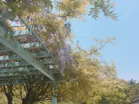 鶴岡八幡宮の写真・動画_image_132353