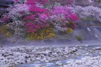昼神温泉朝市の写真・動画_image_132434