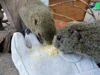 今も大人気のリス村の写真・動画_image_132467