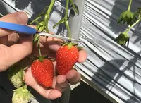 【閉業】林いちご園の写真・動画_image_132506