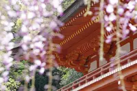 春日大社の写真・動画_image_132665