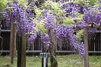 萬葉植物園の写真・動画_image_132672