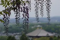 若草山の写真・動画_image_132676