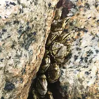 犬島港定期船のりばの写真・動画_image_132701