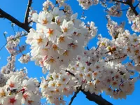 五稜郭公園の写真・動画_image_132746