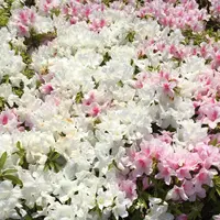 ヴェルニー公園の写真・動画_image_132766