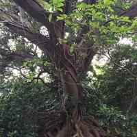 猿島の写真・動画_image_132772