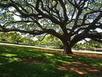 モアナルア・ガーデンズの写真・動画_image_132836