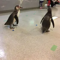 虹の森公園四万十川学習センターおさかな館の写真・動画_image_132864