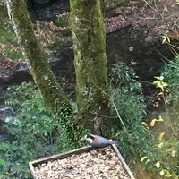 カフェ せせらぎの写真・動画_image_132927