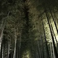 高台寺の写真・動画_image_132959