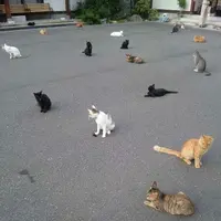 御誕生寺の写真・動画_image_133075
