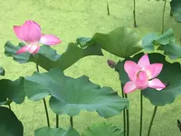 花はす公園の写真・動画_image_133117